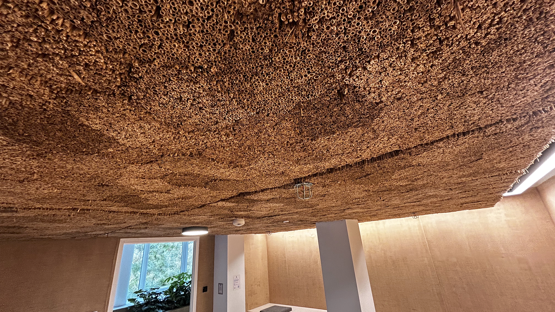 akoestisch riet closeup