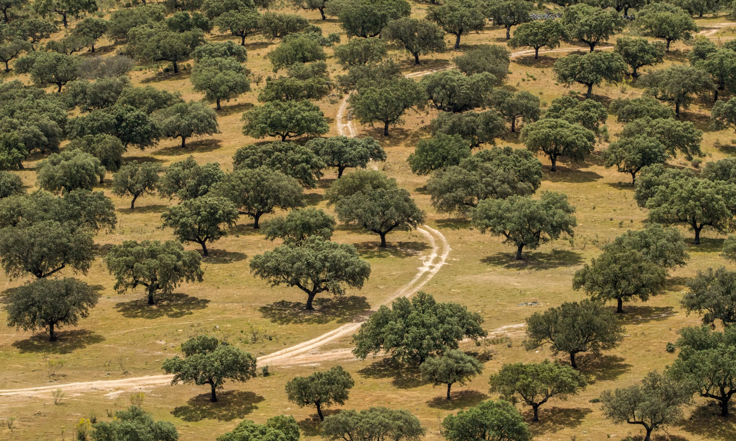 Spaans landschap met kurkbomen. Kurkbomen worden in deze gebieden vaak geteeld